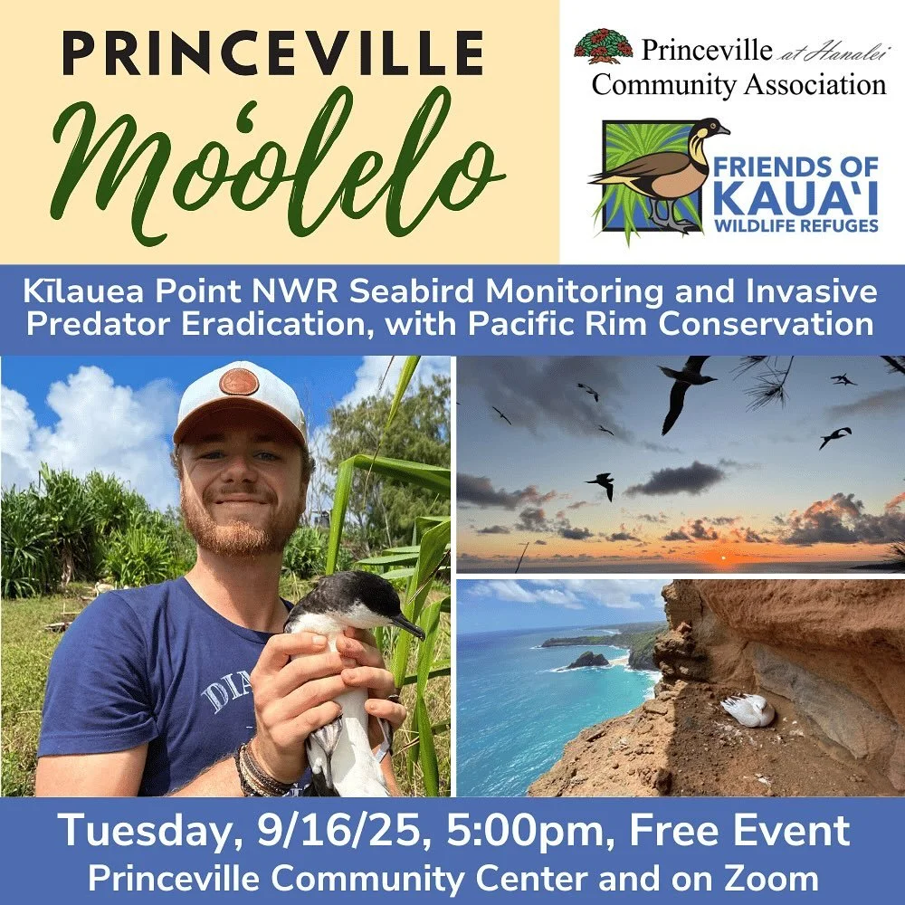 Our Princeville Moʻolelo free lecture series will continue on Tuesday, September 16th as we welcome Dylan Blanchard of Pacific Rim Conservation. For more than ten years, Pacific Rim Conservation has been involved in seabird conservation at Kīlauea Po