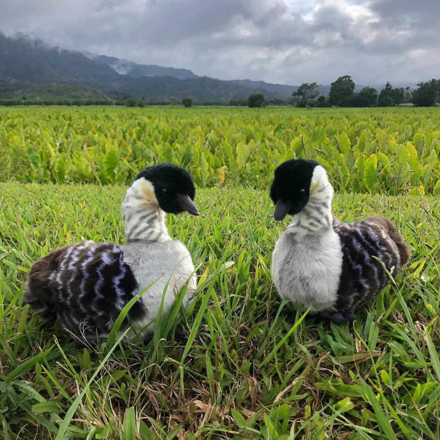 Kīlauea Point NWR was the location of one of the first re-introduction efforts on Kauaʻi in the 1990’s and, since that time, the population on the refuge has grown steadily. Visitors out to the Point are regularly treated to up-close views of n