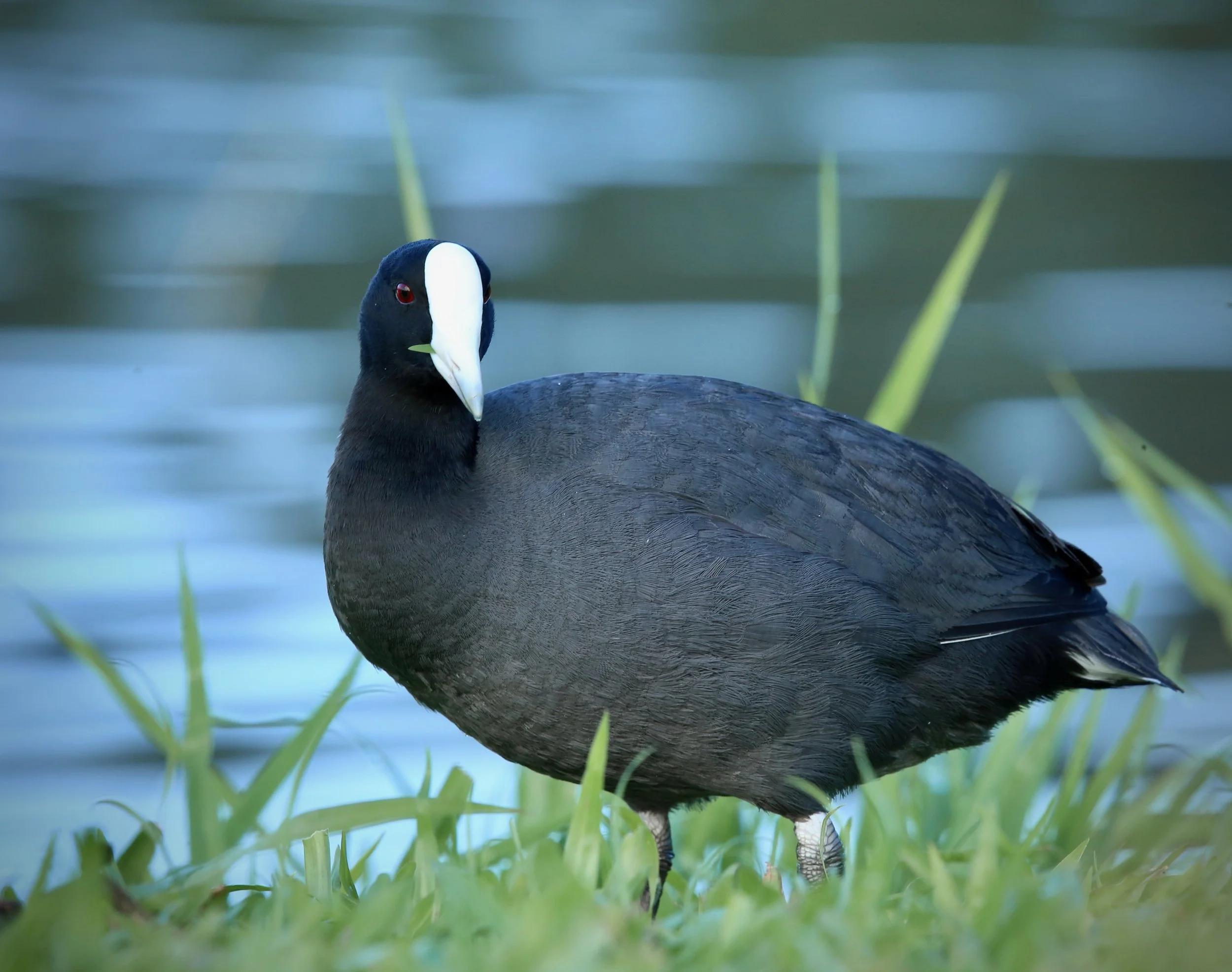 Wildlife Spotlight: ‘alae ke‘oke‘o