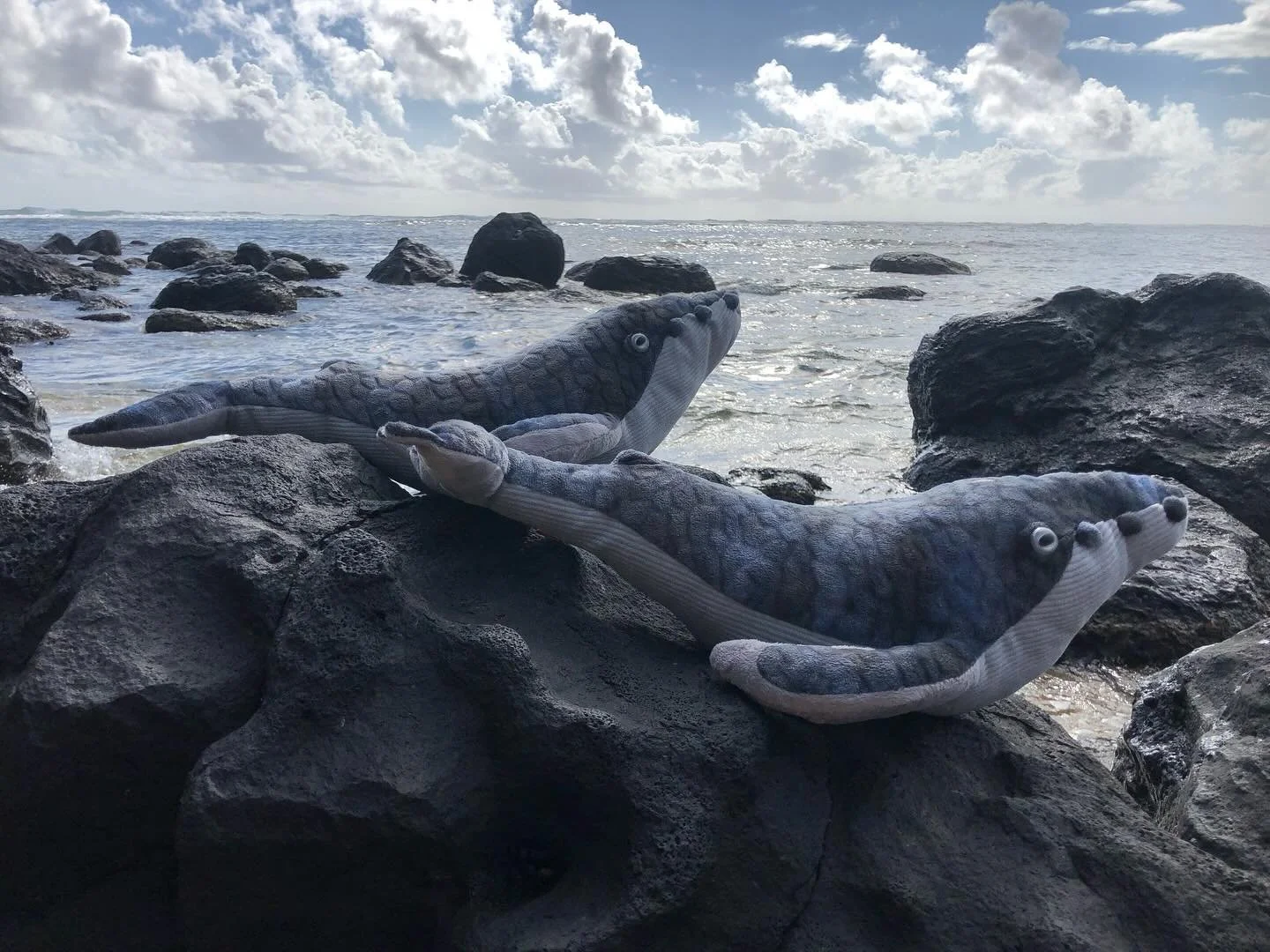 We're thrilled to celebrate the return of Humpback Whales for the 2025 season &mdash; spotted off the coast of Maui around September 21!

This is the earliest sighting we can recall for this migration, which usually runs from November to May. It look