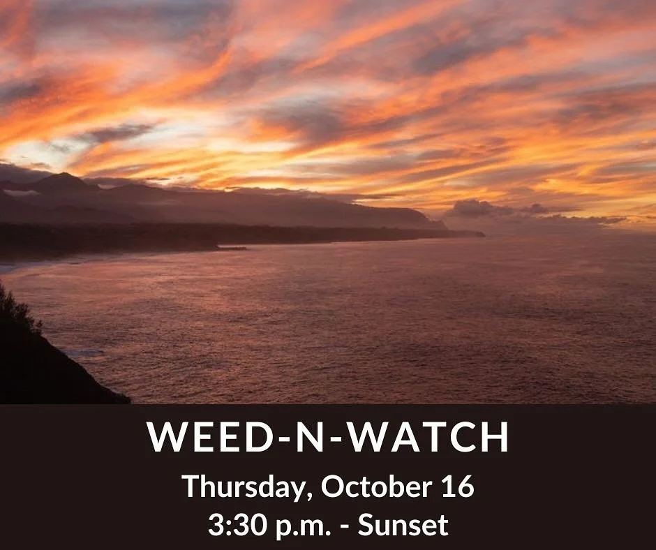 Support Habitat Maintenance at Kīlauea Point NWR! Join us on Thursday, October 16, from 3:30 p.m. - sunset. Help us remove invasive plants and then we will enjoy the birds returning home to roost and sunset. Please RSVP with Ranger Angela at angela_i