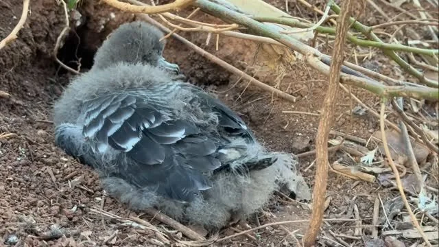 This ʻuaʻu kani (wedge-tailed shearwater) chick is showing off some beautiful new adult feathers and displaying some delightful “wedgie yoga” at Kīlauea Point NWR.
#RefugeStrong