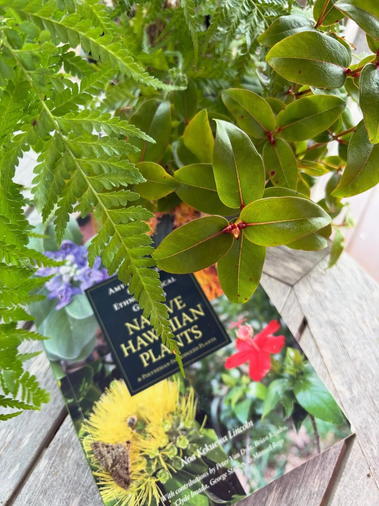 For Arbor Day, we&rsquo;re highlighting the native palapalai (Microlepia strigosa) and ʻŌhiʻa lehua &mdash; plants that not only thrive in Hawaiʻi&rsquo;s forests but also nurture native bird populations through habitat restoration. Protecting trees 