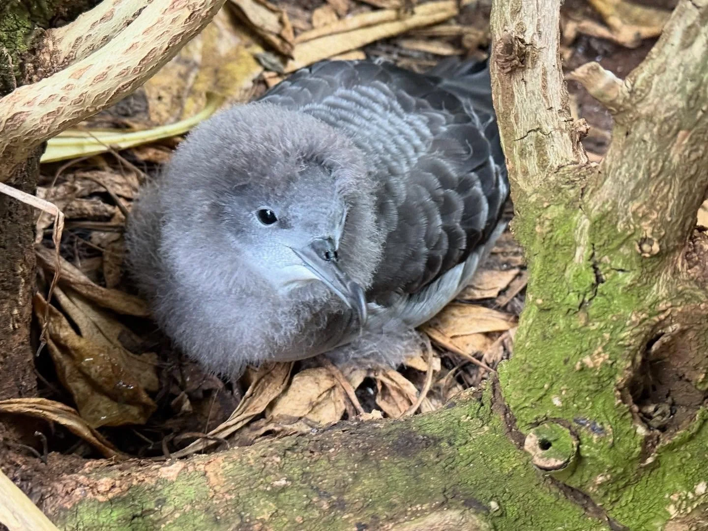 All &ldquo;dressed up&rdquo; and just about ready to go! This &lsquo;ua&lsquo;u kani (wedge-tailed shearwater) at Kīlauea Point NWR has almost fully transitioned to adult flight feathers and, within the next few weeks, will fly out to sea for the ver