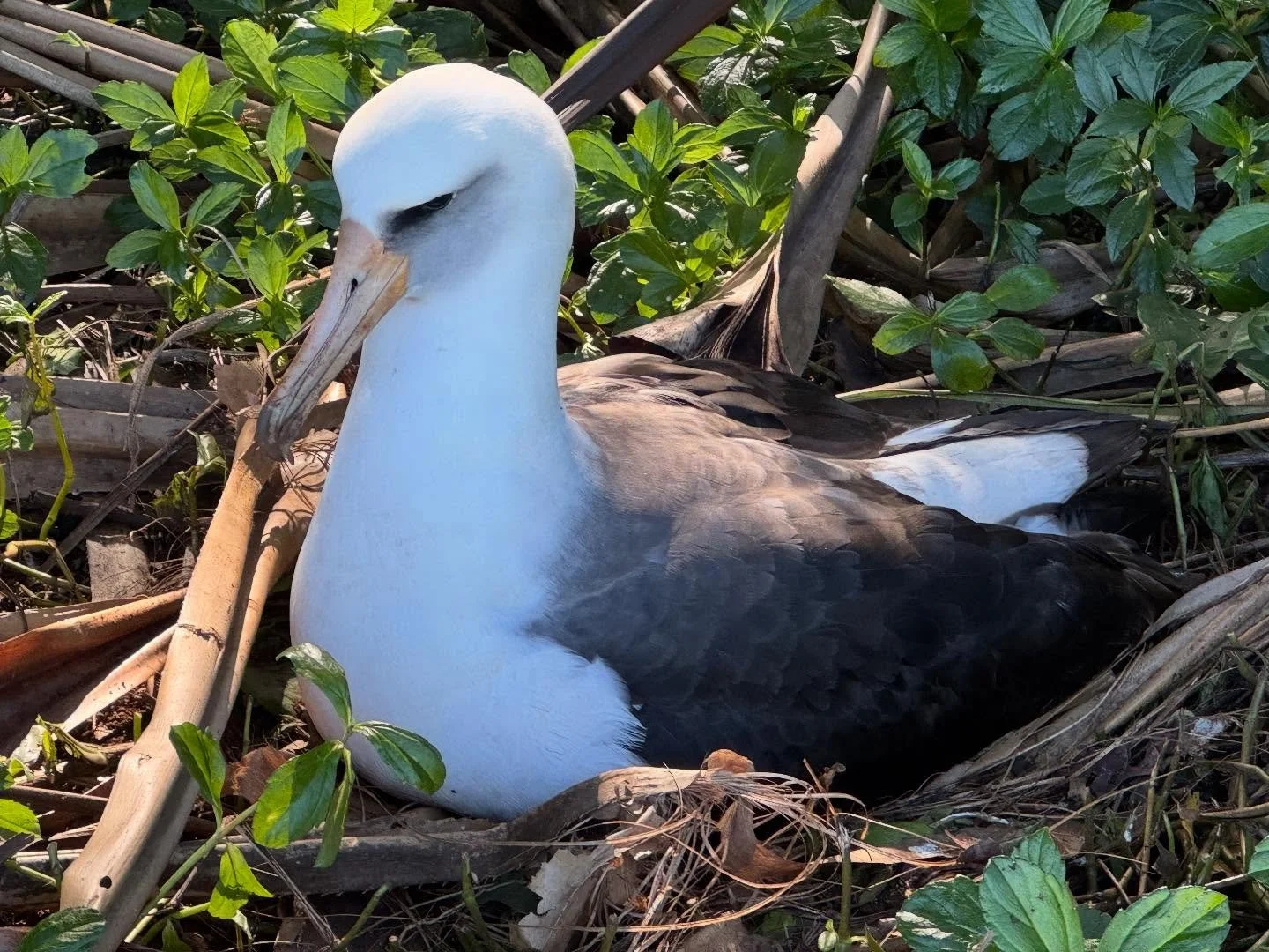 The majestic mōlī (Laysan albatross) have returned to begin the 2026 nesting season! Pairs are joyfully reuniting and mating, followed by the female&rsquo;s forage out to sea to gather sustenance and develop her large single egg. The early birds have