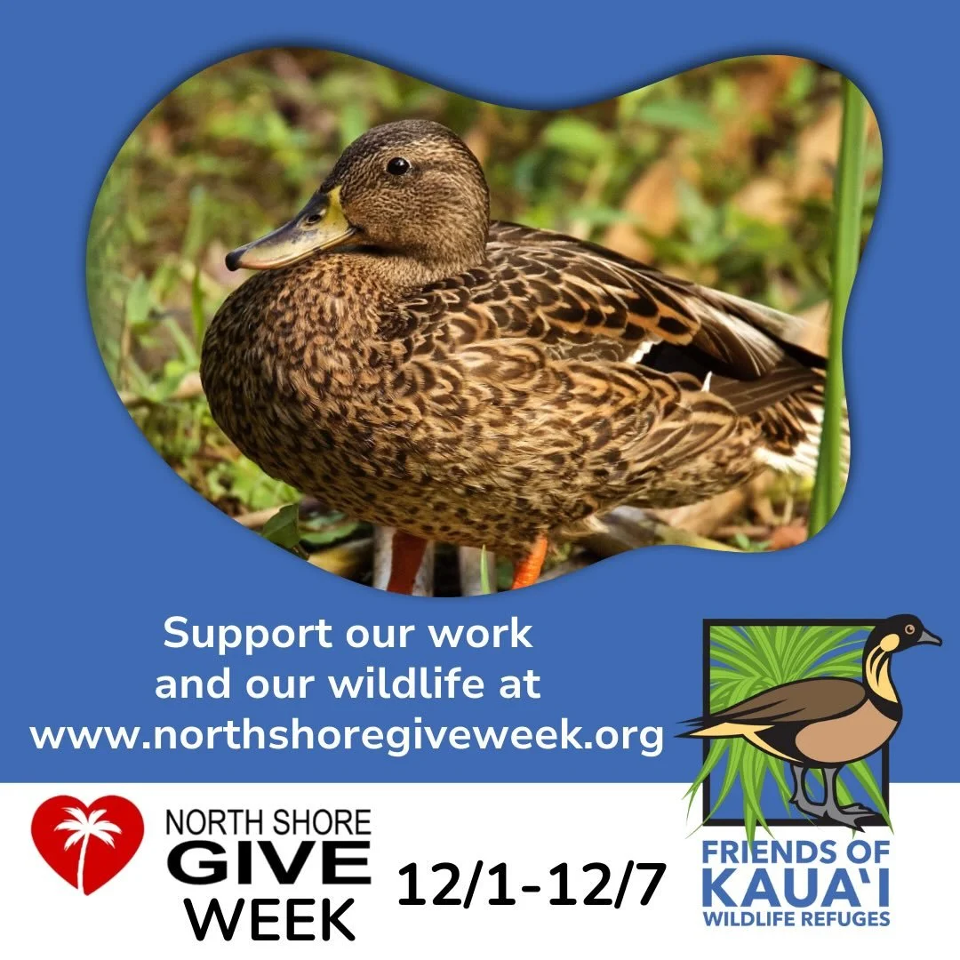 We invite you to support our work and our wildlife, along with other wonderful nonprofit organizations serving our North Shore community! Coinciding with National Giving Tuesday, this week-long event highlights the positive impact of nonprofits servi