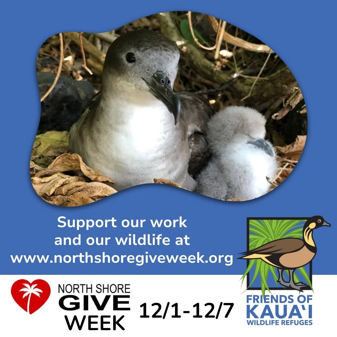 We invite you to support our work and our wildlife, along with other wonderful nonprofit organizations serving our North Shore community! 

This week-long event highlights the positive impact of nonprofits serving the North Shore of Kauaʻi. 

To lear