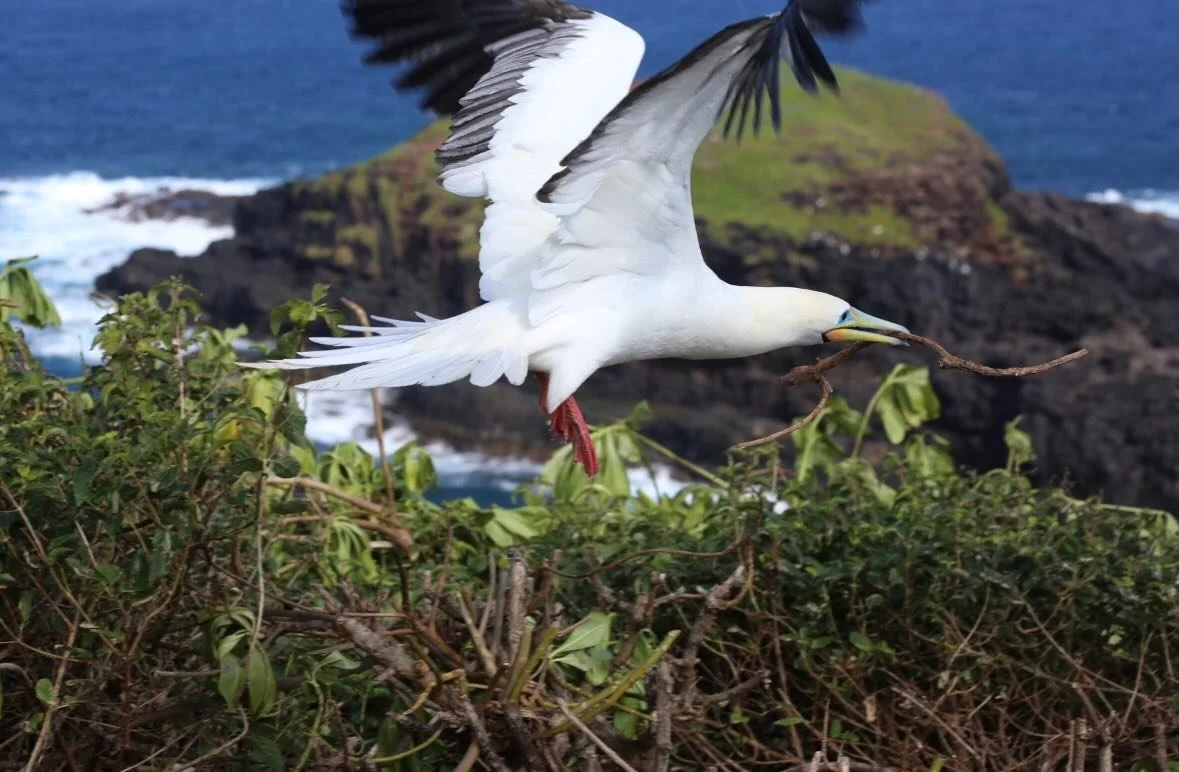 It is that time of year again...the &lsquo;ā (red-footed boobies) have started nesting at Kīlauea Point NWR! This is always an exciting time of year, as we get to see those hard-working males up close when they drop onto bushes around the Visitor Cen