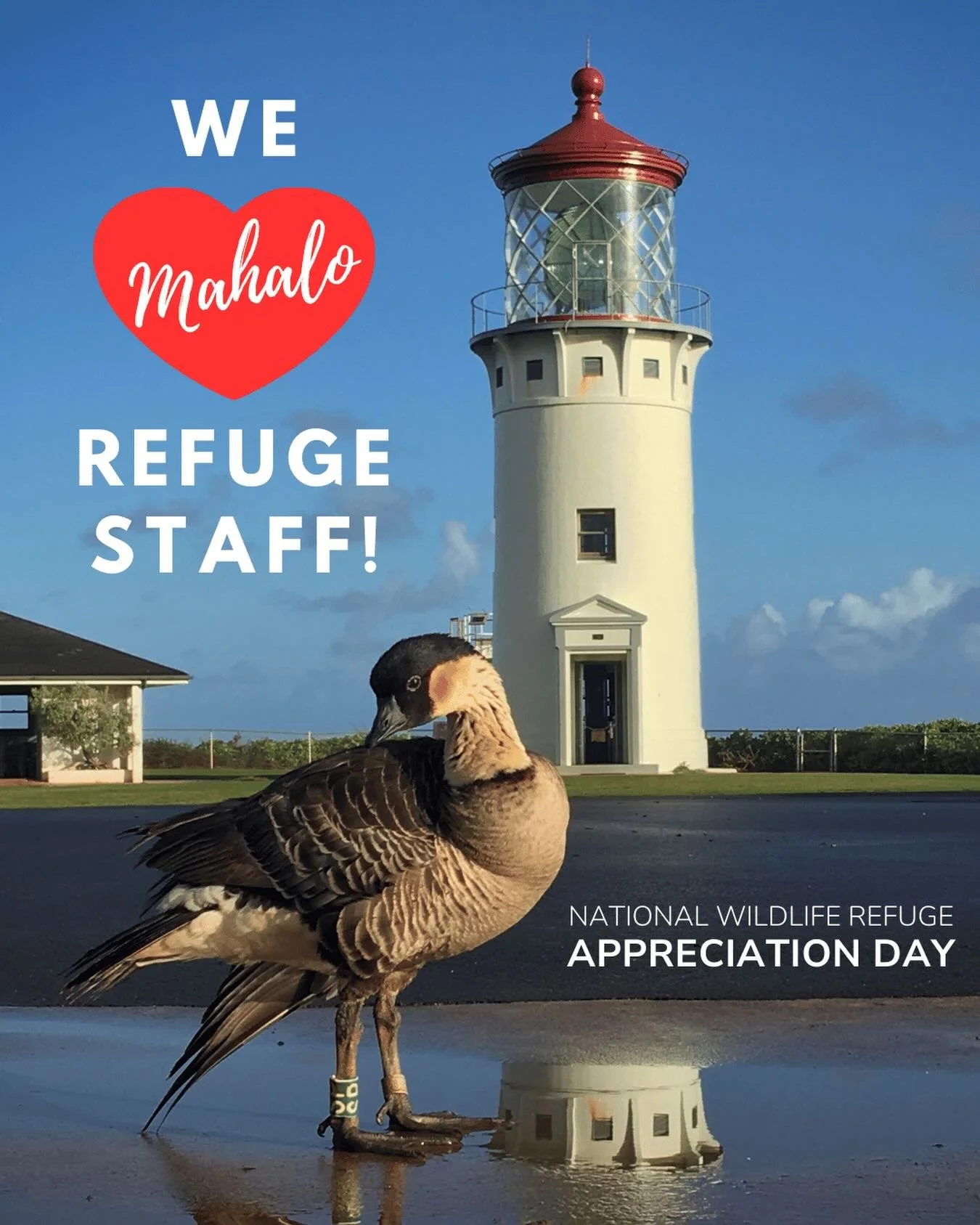 Refuge staff are the steady hands behind the places we love&mdash;opening gates, restoring habitat, welcoming visitors, responding to emergencies, and doing the hard work of conservation every day. This year has been especially tough on our passionat