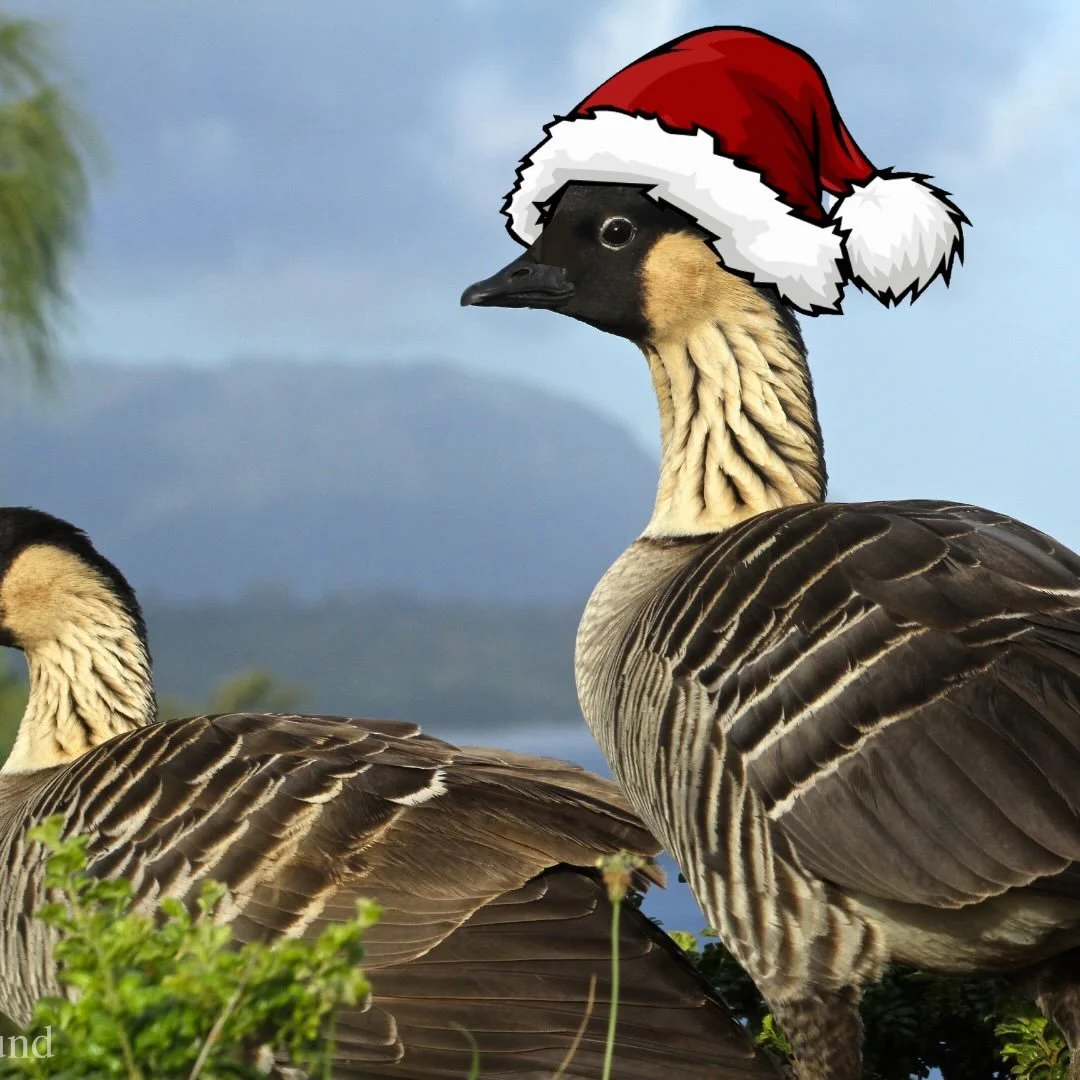 Yesterday, FWS staff and volunteers fanned out across our Refuges to participate in this year&rsquo;s annual Christmas Bird Count. The stories reported were of a glorious day with lots of sightings and we look forward to sharing results with you. Hap