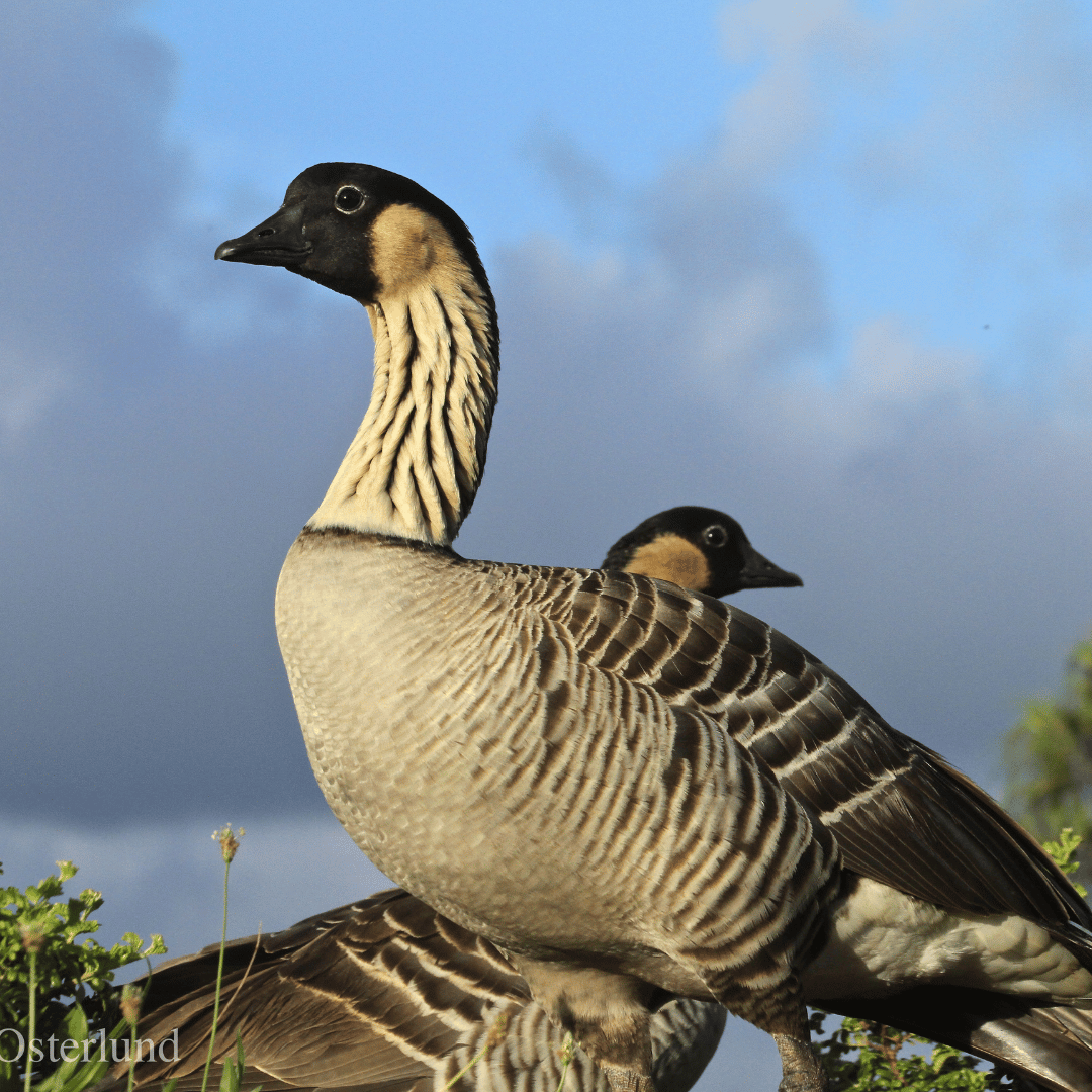 Wildlife Spotlight: nēnē