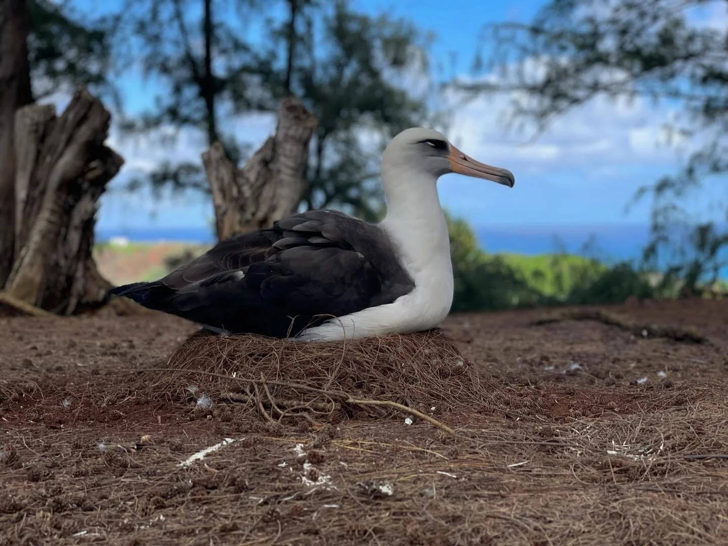 The tally is in... This year, there are a total of 194 mōlī (Laysan albatross) nests within Kīlauea Point NWR, 40 more nests than last year! These figures reflect an overall trend this season across the region of increased nesting activity for these 