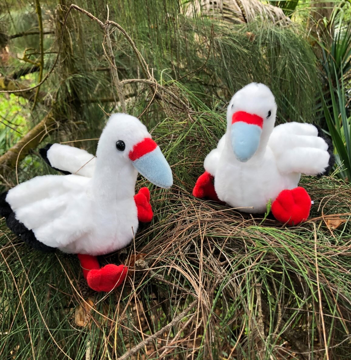 Bright red feet, sky-blue beak, and effortless flight 🌊
Meet the red-footed booby at Kīlauea Point National Wildlife Refuge on Kauaʻi. The only booby that nests in trees, this striking seabird calls the refuge&rsquo;s cliffs and branches home. This 