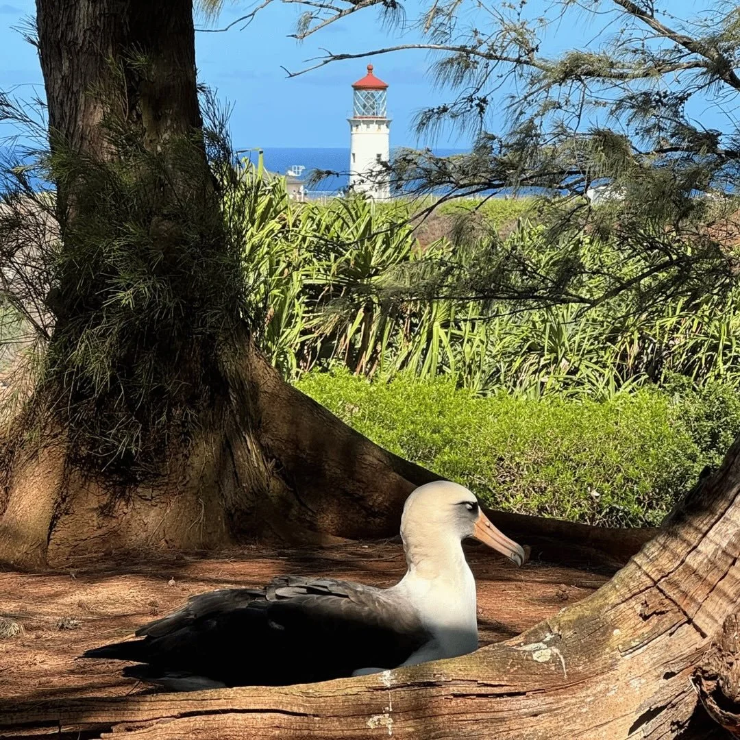 Aloha from Kīlauea Point NWR, where mōlī pairs are working together to incubate their single egg. Chicks will be hatching in a few short weeks and the cuteness factor will go way up! Want to learn more about the majestic mōlī? Join us on Tuesday, Jan