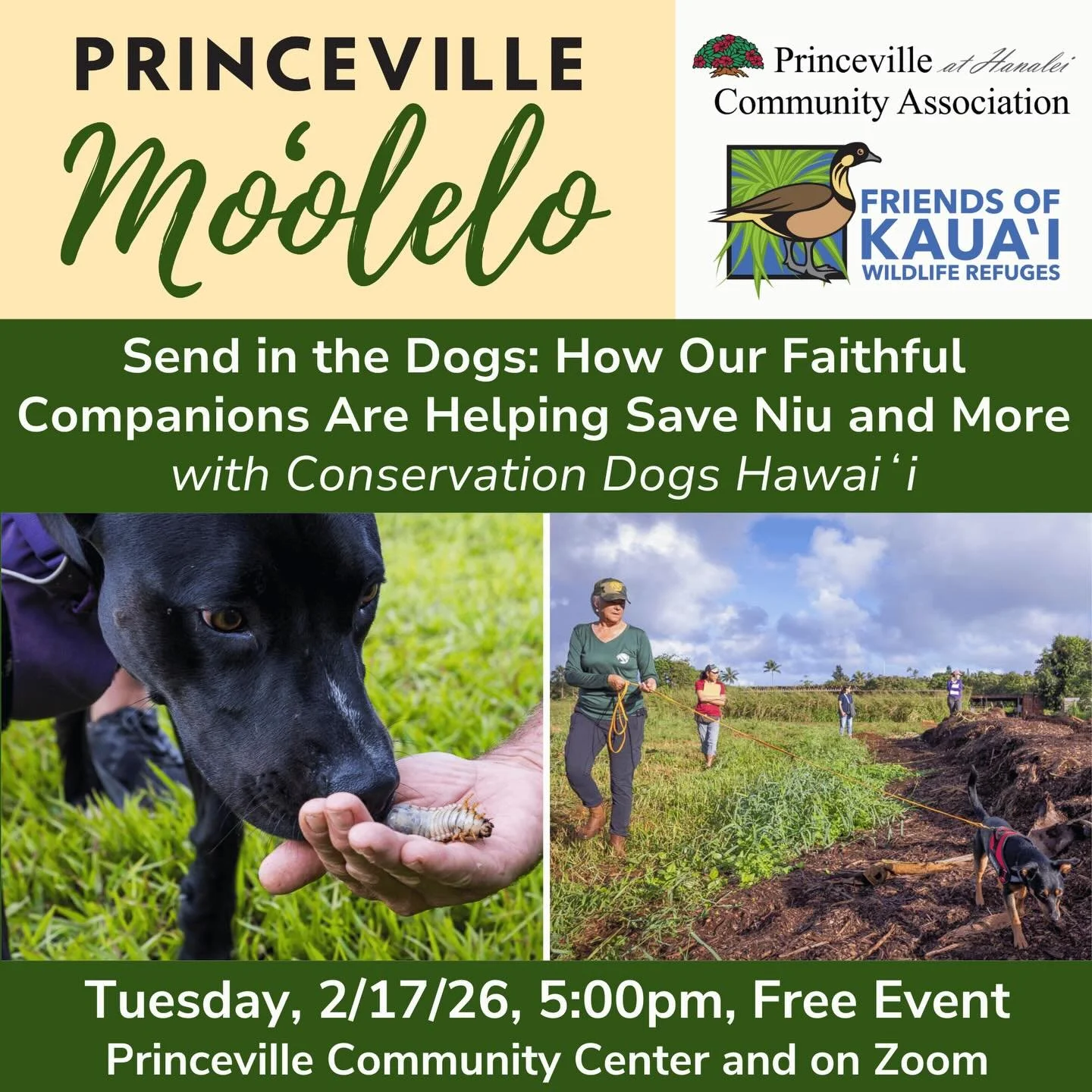 TODAY&hellip;Our Princeville Moʻolelo free lecture series will continue on Tuesday, February 17th as we learn how our canine friends are helping in the fight against CRB. Kaua&rsquo;i is turning to what might seem an unusual response to slowing the i
