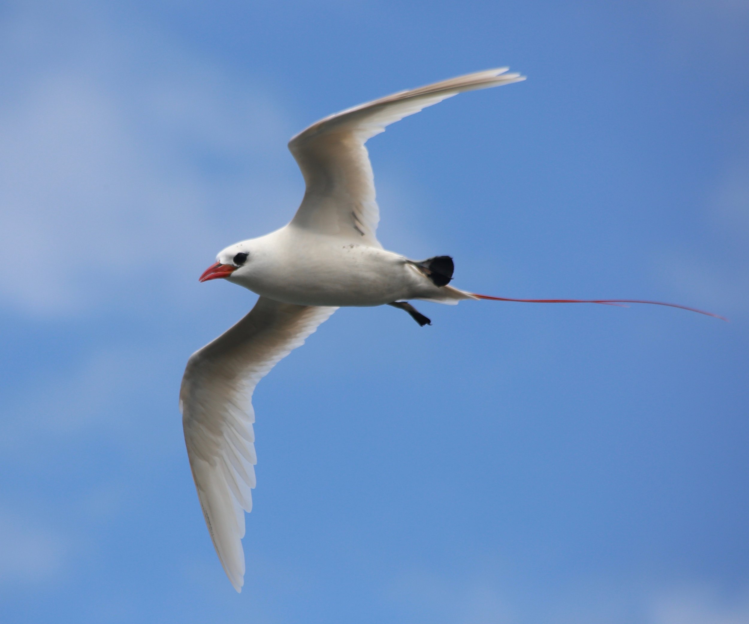 Wildlife Spotlight: koaʻe ʻula