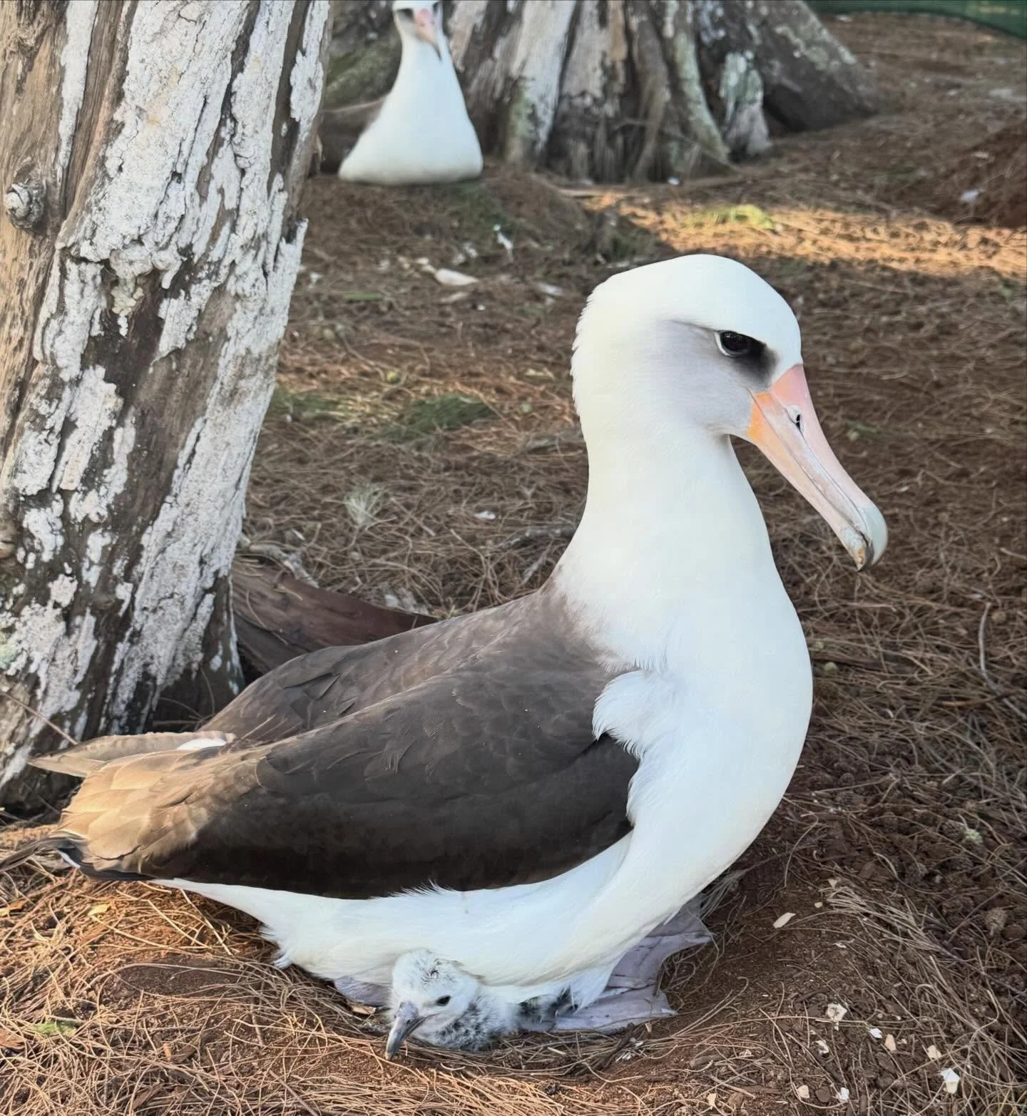 As of our latest survey, 162 mōlī chicks have hatched within the two nesting colonies at Kīlauea Point NWR! Of these, 35 chicks still have an attending parent at the nest, while 127 are being left alone while its parents forage.
#wildlifeisamazing #m