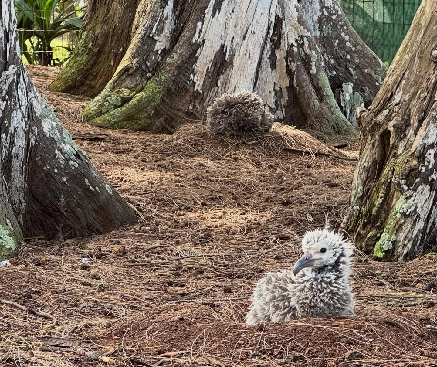 Today is another blustery one for the mōlī (Laysan albatross) chicks at Kīlauea Point NWR and across Kauaʻi. Hang onto your nests friends! ❤️ And stay safe everyone 🙏🏻