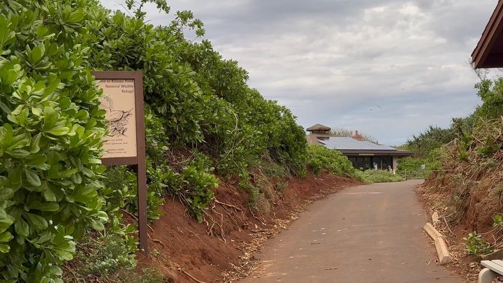 The &lsquo;ua&rsquo;u kani (wedge-tailed shearwaters) are back! Dusk at Kīlauea Point NWR is an exciting time as they return from sea and join their mates in burrow renovations. (best with sound)