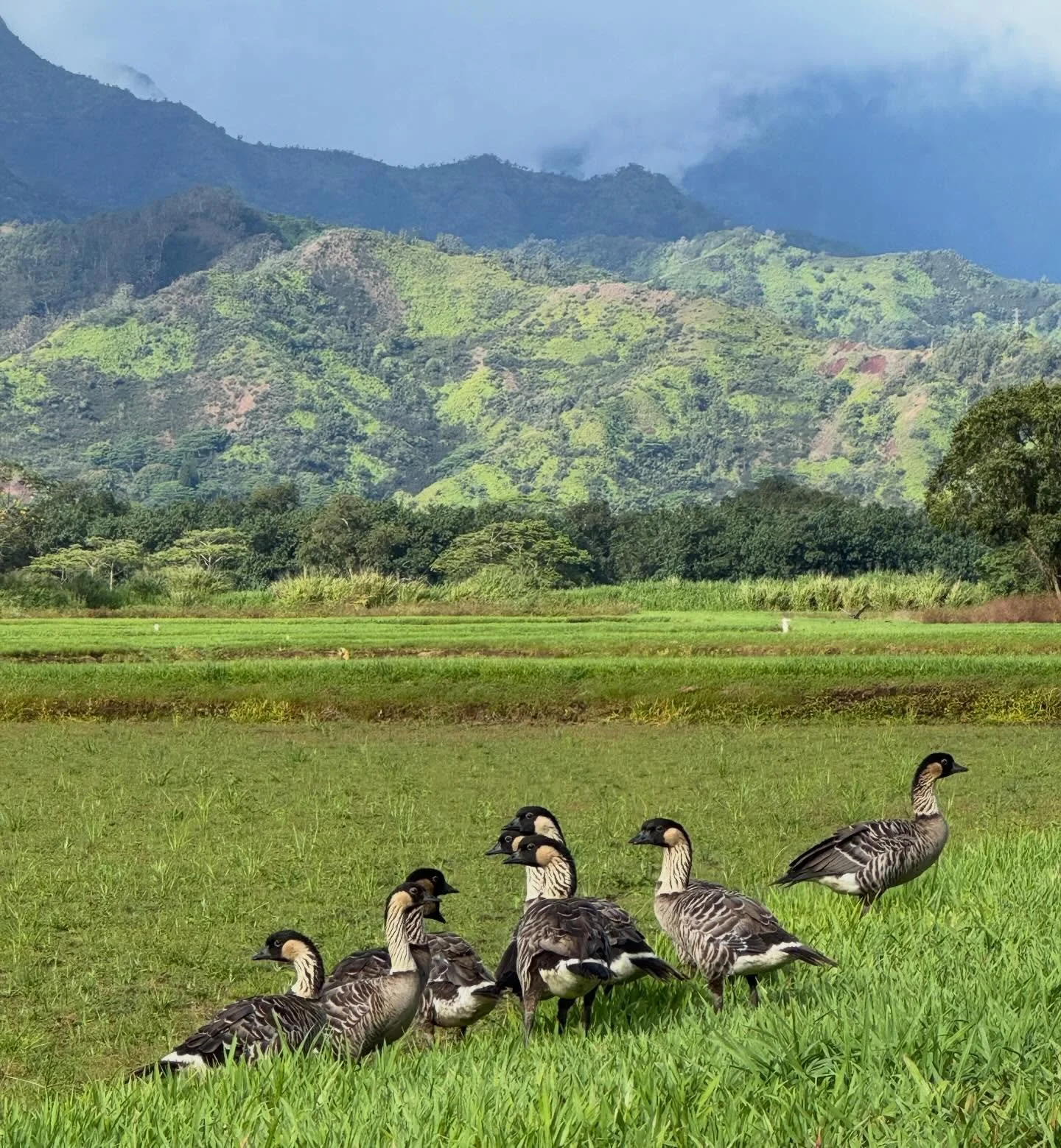 Now is the time of year when we need to be especially vigilant to protect our State Bird. Large broods of nēnē (Hawaiian geese) are gathering in grassy areas at Hanalei NWR and across the island including young flightless goslings, along with adults 