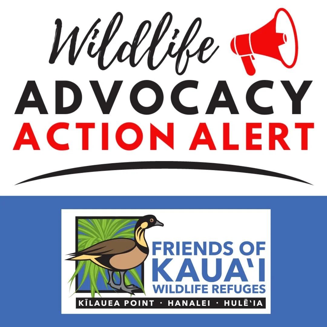 Hawaiʻi&rsquo;s birds and communities are at risk &mdash; and we need your voice! This is the last hurdle in the House before HB1736 heads over to the State Senate. Please give testimony in written form by Wednesday, March 4, 2026, 10:00am HST.

Afte