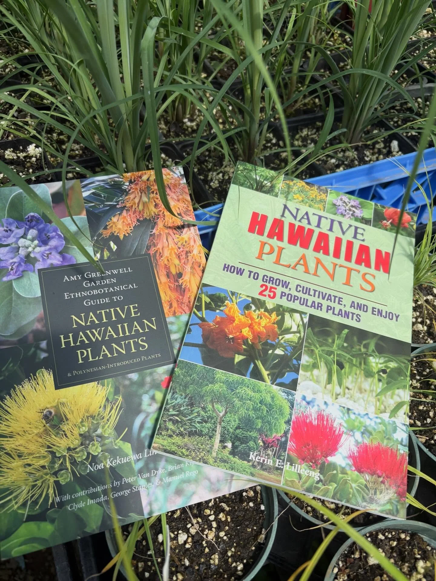 Join us in celebrating Native Plant Month at our National Wildlife Refuges! These essential plants build resilience for the planet and wildlife.
🦜 Visit us this month to learn more about Hawaii&rsquo;s unique flora and how you can help protect habit