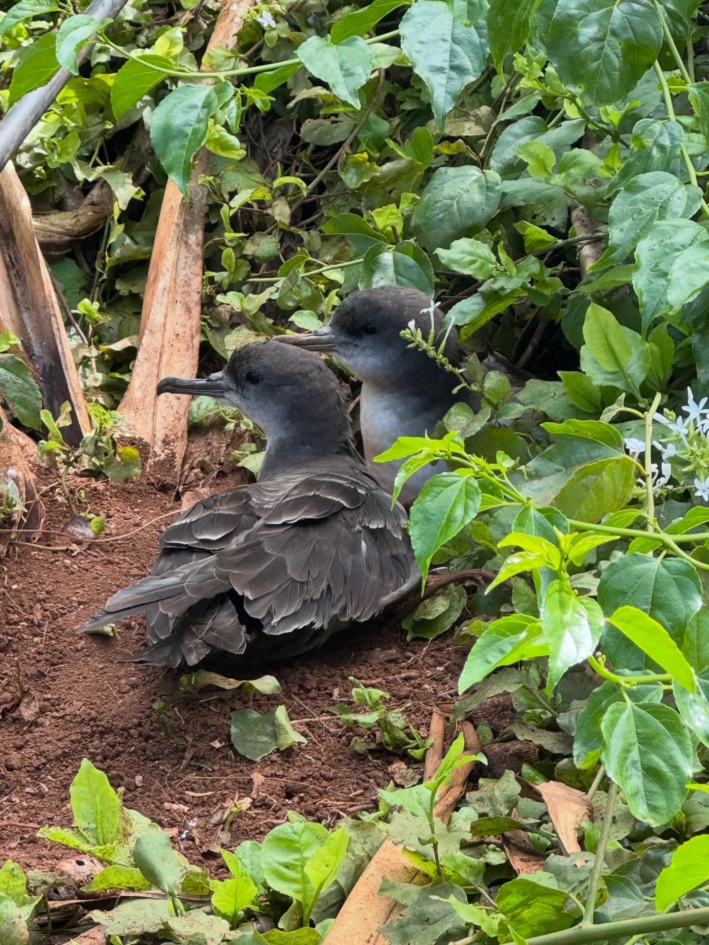 Still lots of sweet reunions, burrow renovations and canoodling are going on at Kīlauea Point NWR for our ʻuaʻu kani (wedge-tailed shearwater) friends, leading up to egg laying in June. #wildlifeisamazing