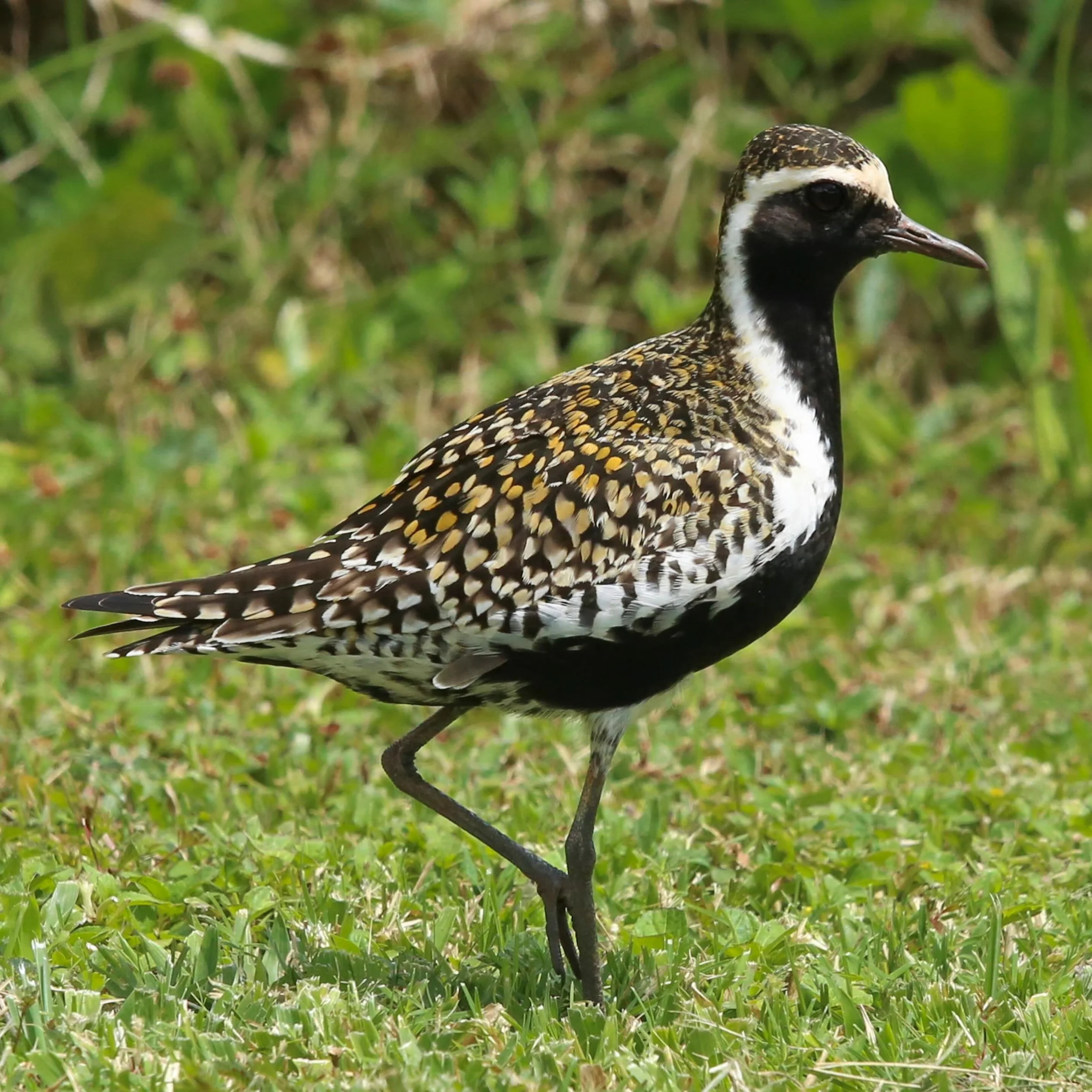 May 9th is #WorldMigratoryBirdDay and this year&rsquo;s theme is Every Bird Counts. Migratory bird conservation depends on community science, so your observations matter. No matter where you live, we invite you to go outside on Saturday and share the