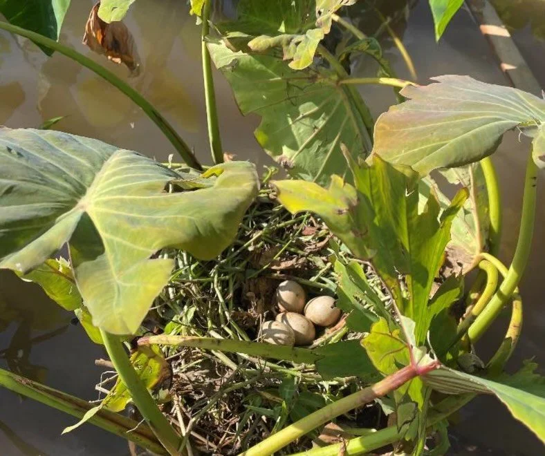The ʻalae ʻula, also known as the Common Gallinule or Hawaiian Gallinule, is really not so &lsquo;common&rsquo; after all. These birds are endemic to Hawaiʻi and, though considered to be common in the 1800s, they are now only found on Kauaʻi and Oʻah