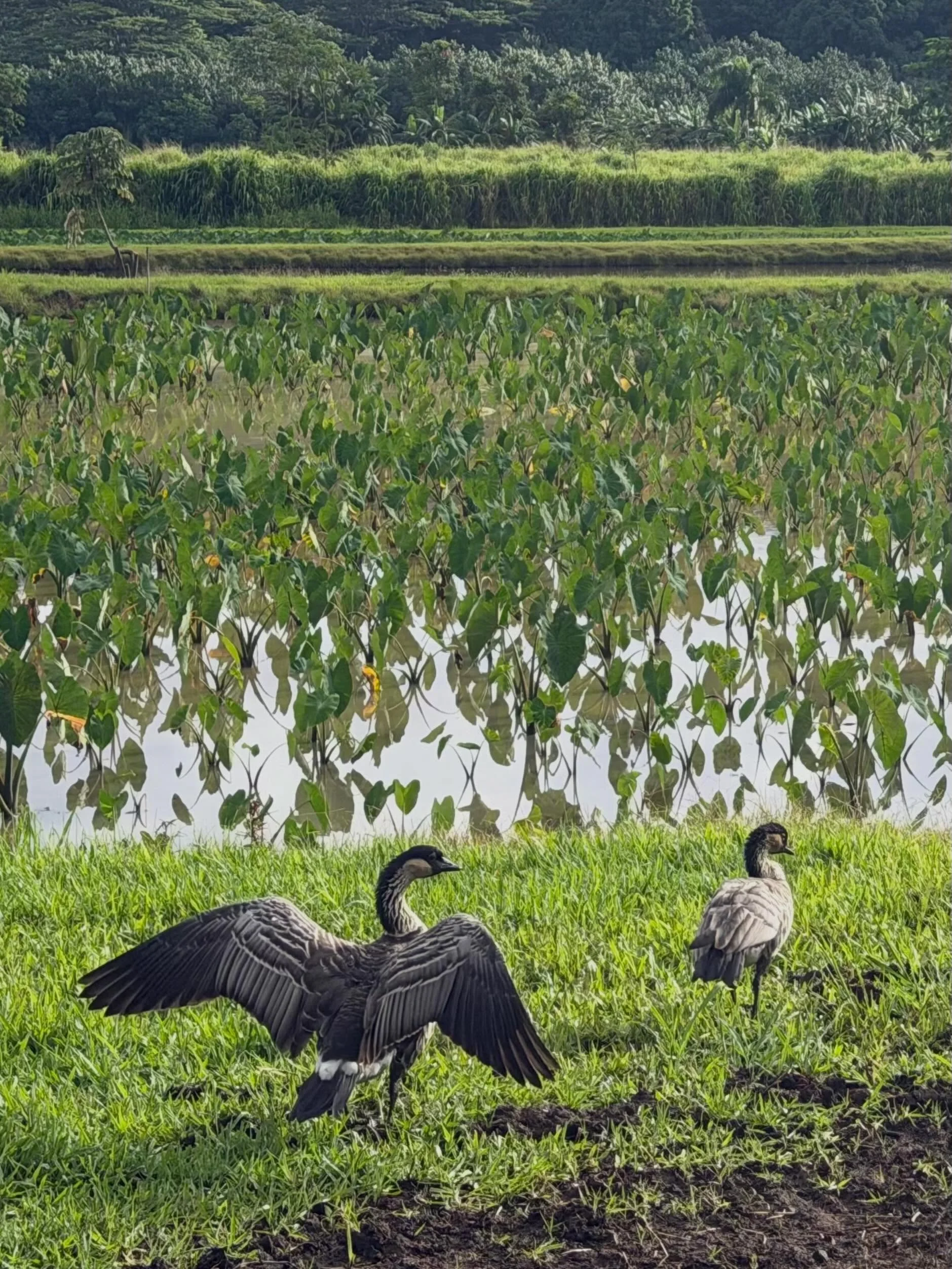 It&rsquo;s a &ldquo;spread your wings and feel the wind&rdquo; kind of morning at Hanalei NWR. 
Nēnē at Hanalei NWR. 
PC: Louise Barnfield/USFWS.