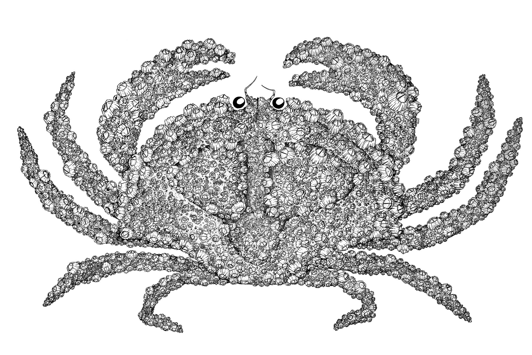 Barnacle Crab