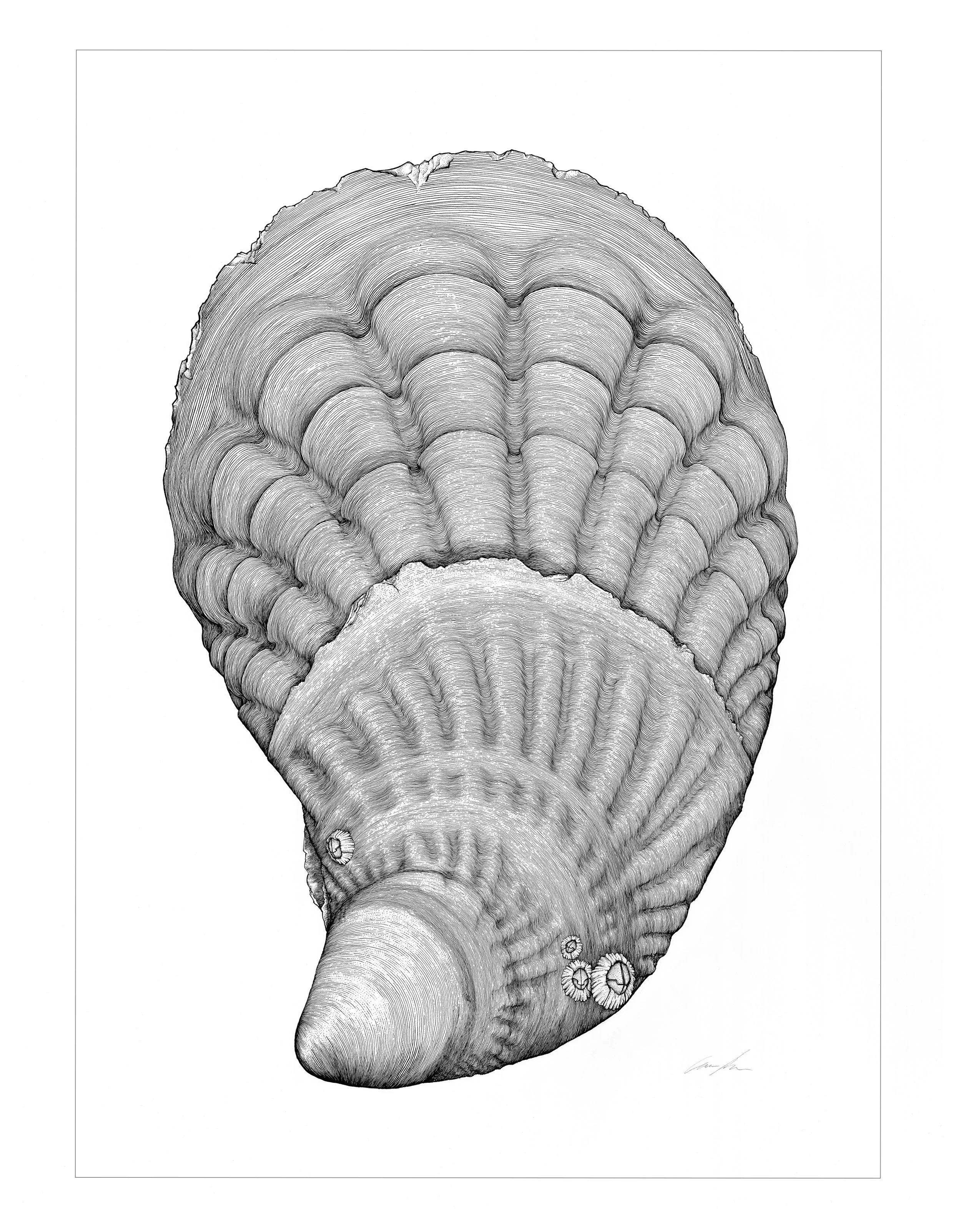 staples_oyster-shell-(1).jpg