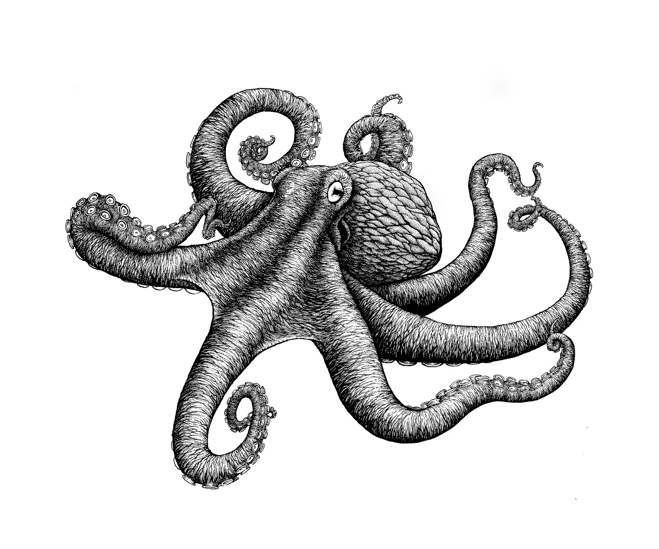Octopus2.jpg