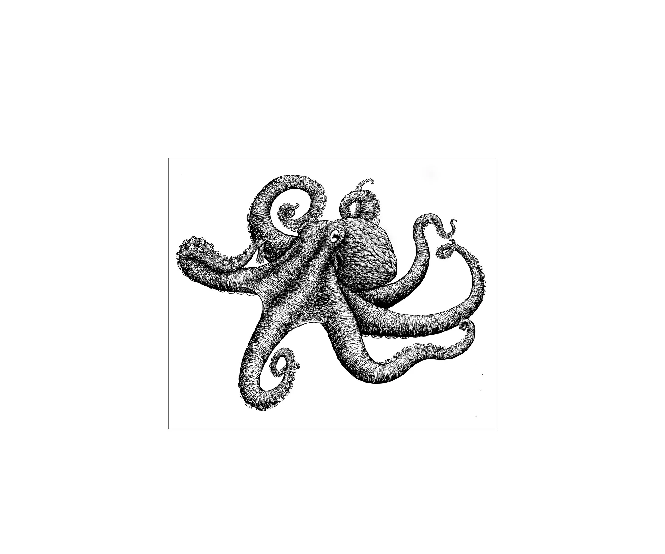 Octopus.jpg