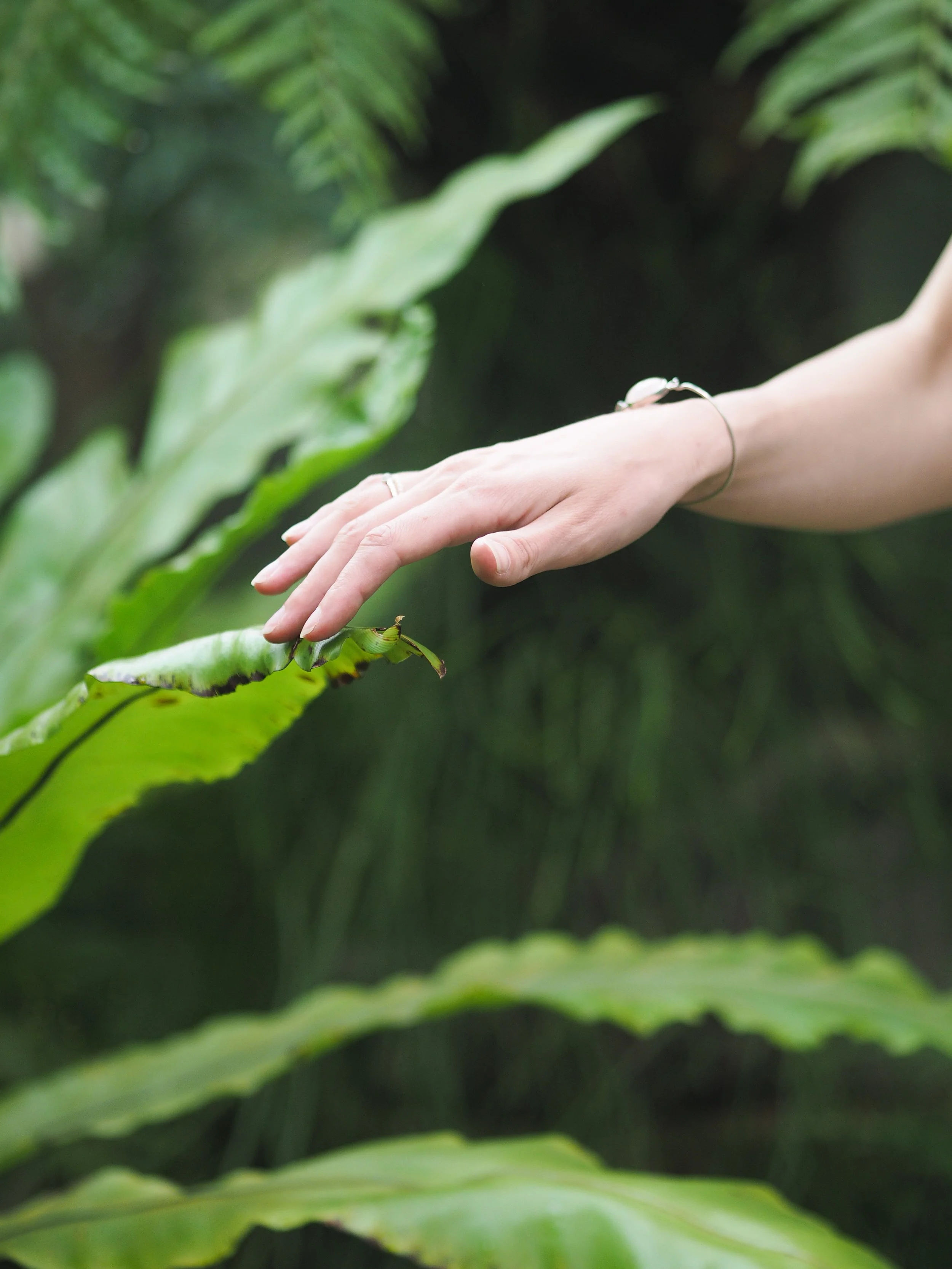 close-up-of-graceful-woman-s-hand-touching-plants-2025-01-16-11-47-04-utc.jpg