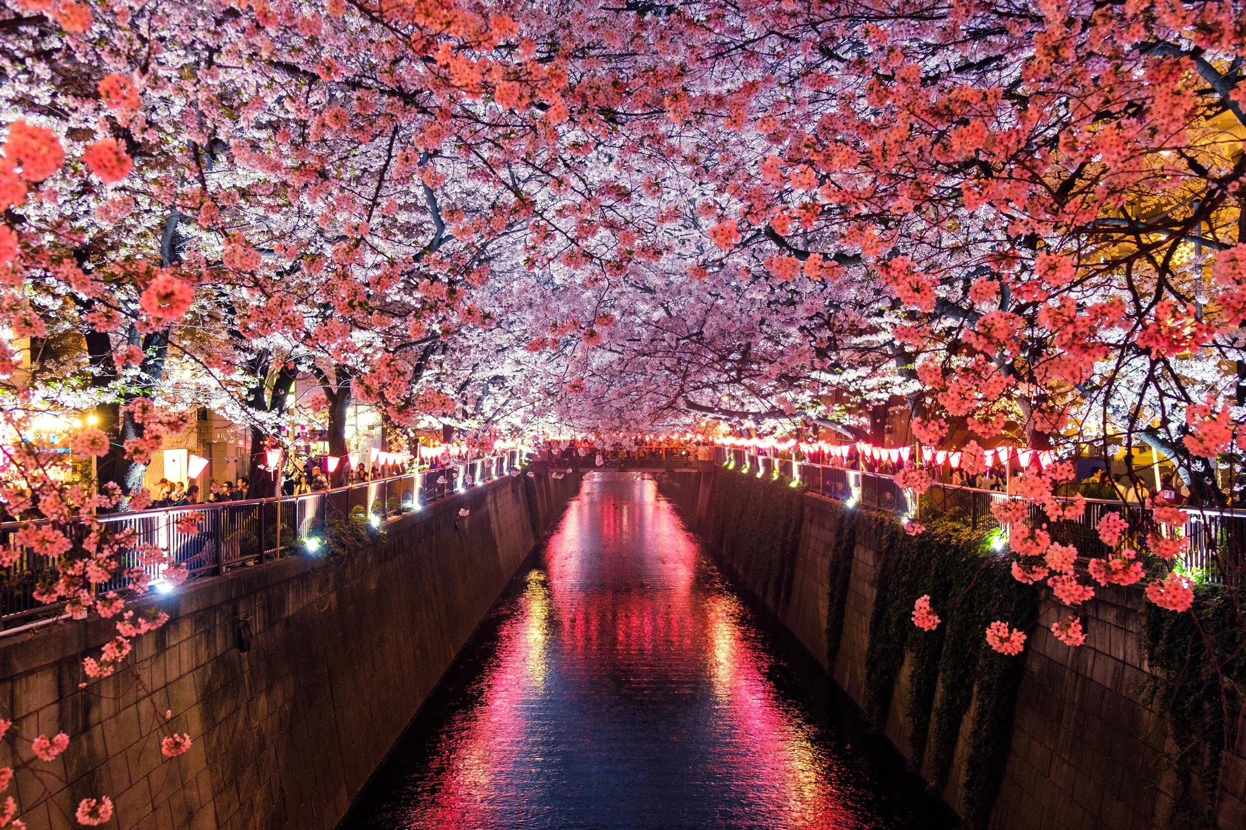 river & blossom nightime.jpg