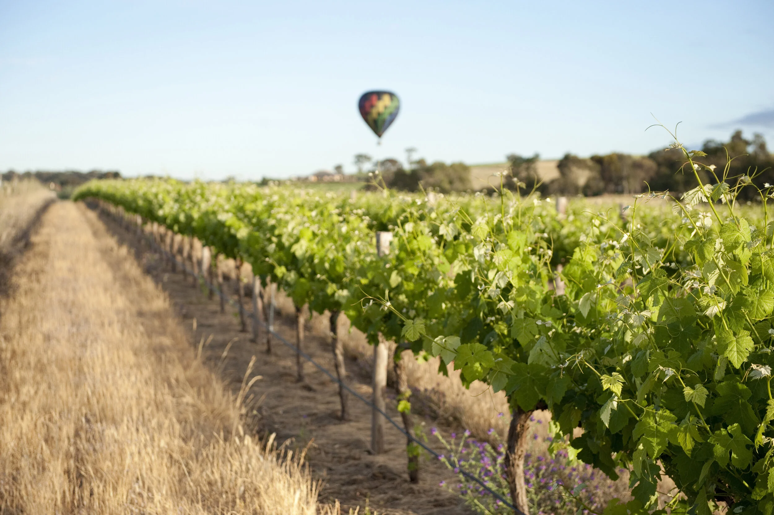 Credit - Sth Aust Tourism Commission Barossa Hot Air Ballooning.jpg