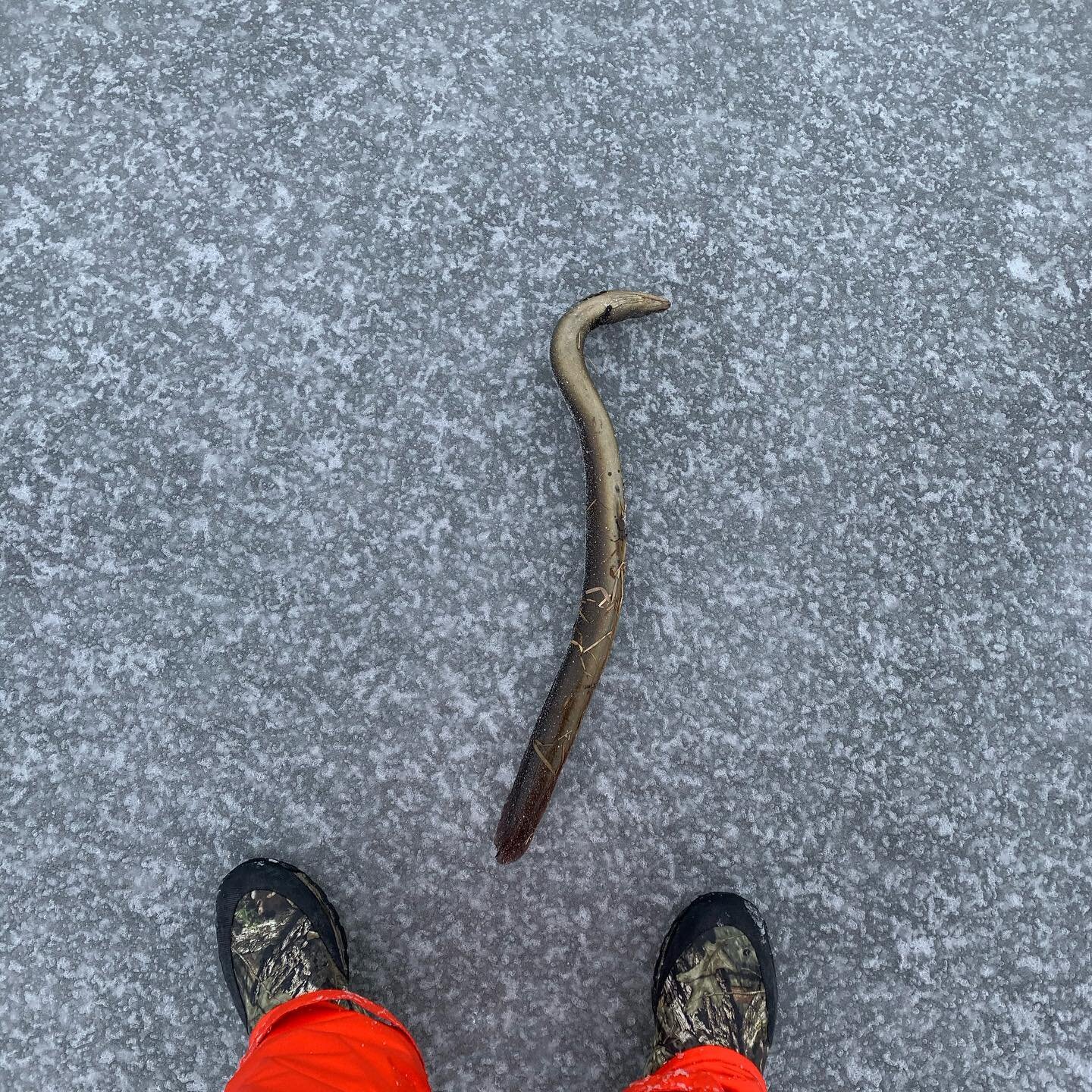 A tradition we practice everytime we're out is offering the  first eel we harvest to the eagles. In doing this, we&rsquo;re both honouring all our relations and practicing netukulimk.