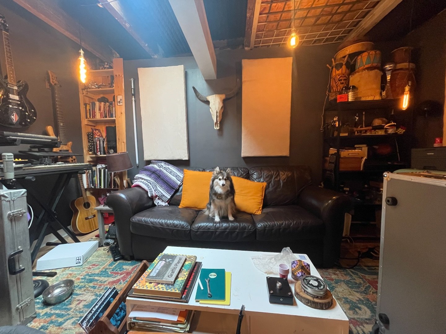 Studio Dog