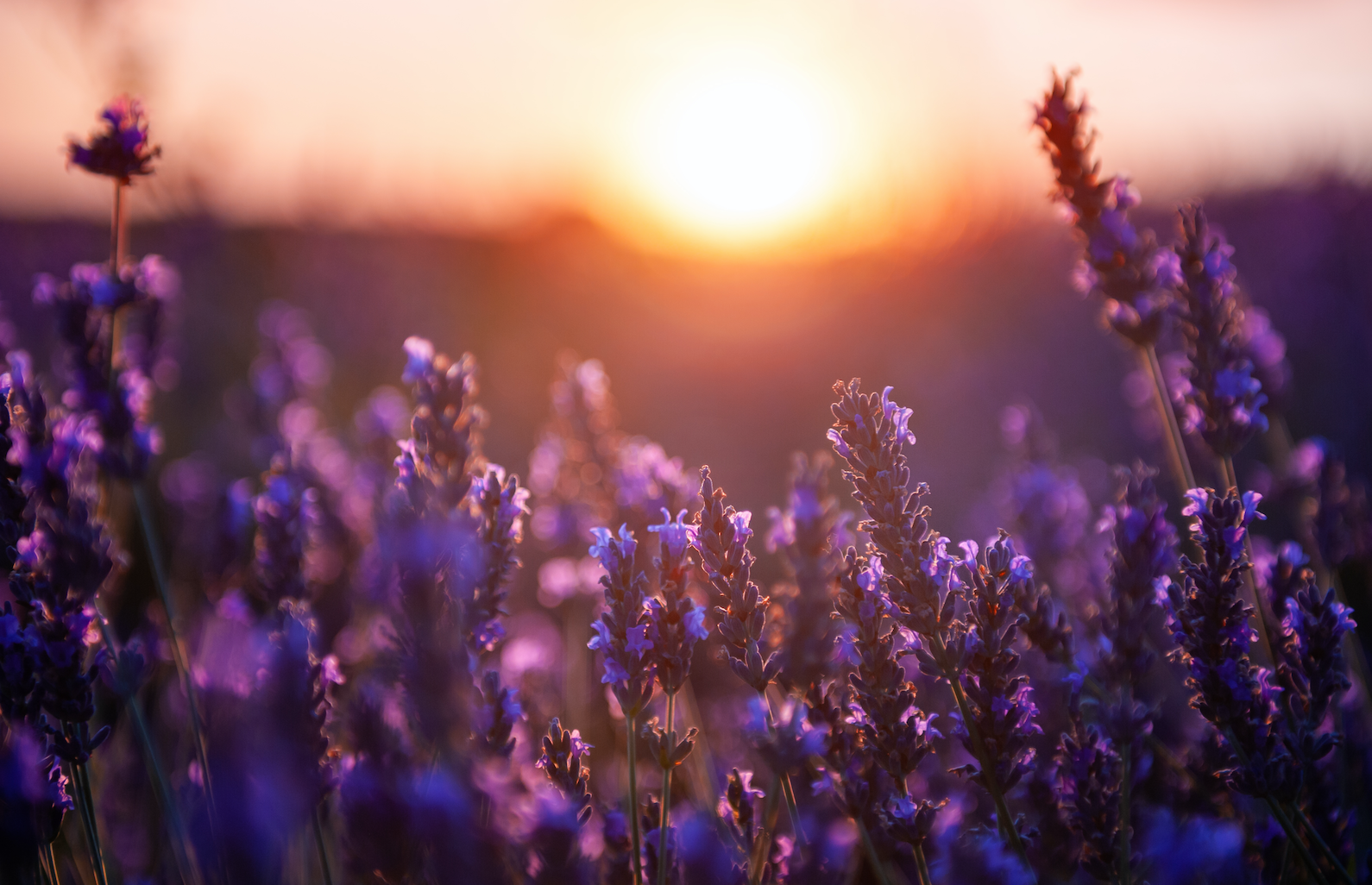 Screen Shot 2020-08-15 at 11.51.02 PM.png