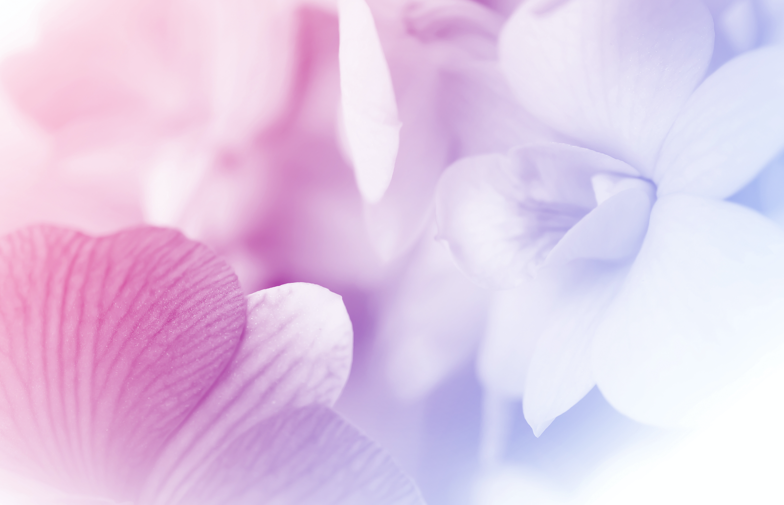 Screen Shot 2020-08-15 at 11.51.35 PM.png