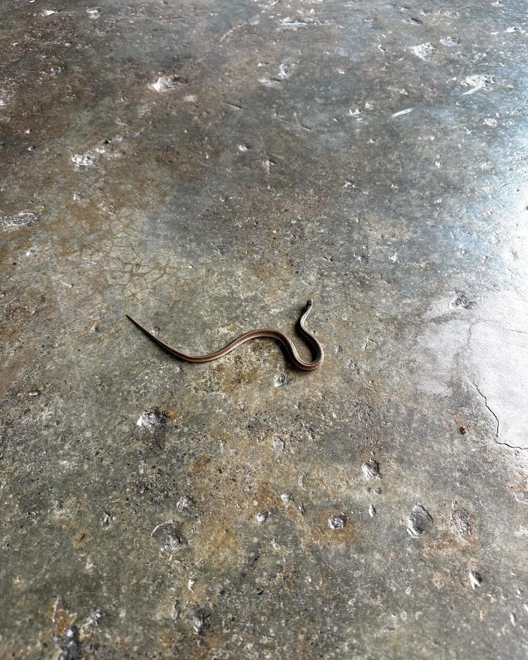 Sometimes a baby snake ends up in the office. 
Can we somehow say that’s good luck?