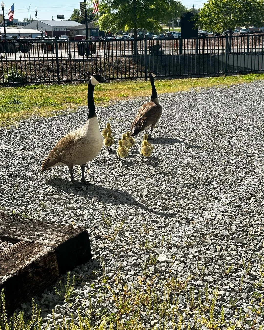 The babies are back! They&rsquo;re cute and we love watching them grow! 

And love to stay clear of their mamas! Ask us how we know&hellip;. 😂