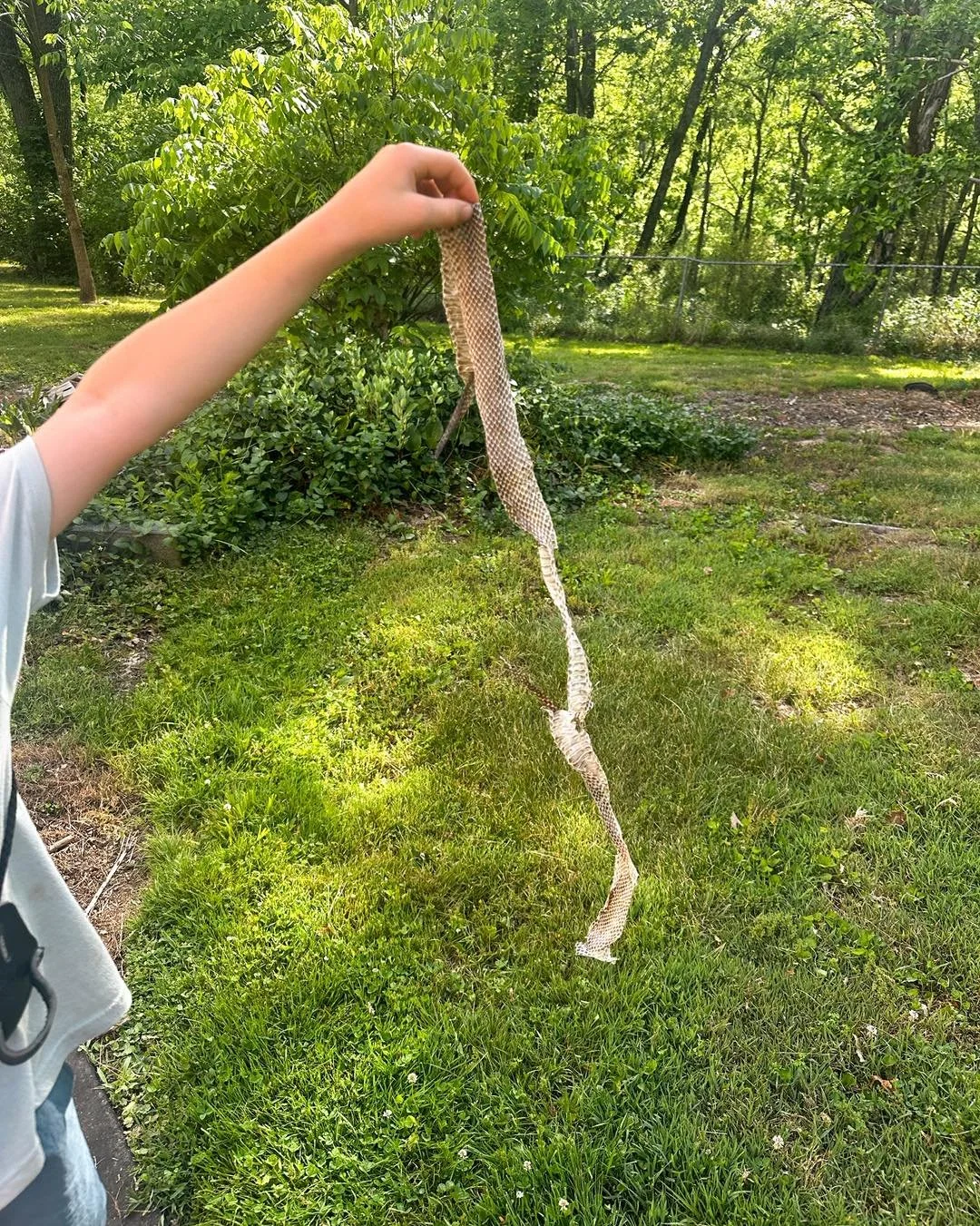Summertime showings means we find all sorts of critters! This time we found the snake and his skin! We decided to let the snake be, but the kids got to take home a cool souvenir! 🐍