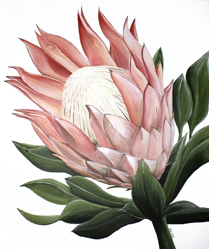King Protea Pink web.jpg