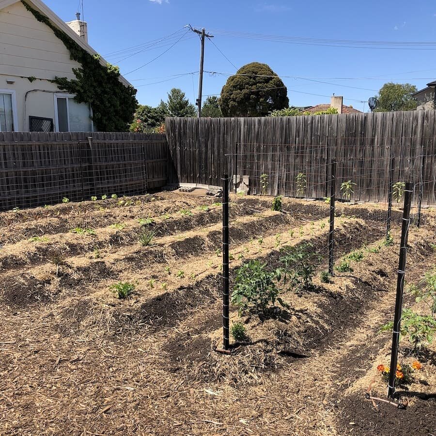 Farmers Catie and George are back at it after a well earned break over the new year! All the hard work a couple of months ago constructing the no-dig garden beds is starting to really pay-off. Check out these beauties growing pretty in Sapphires back