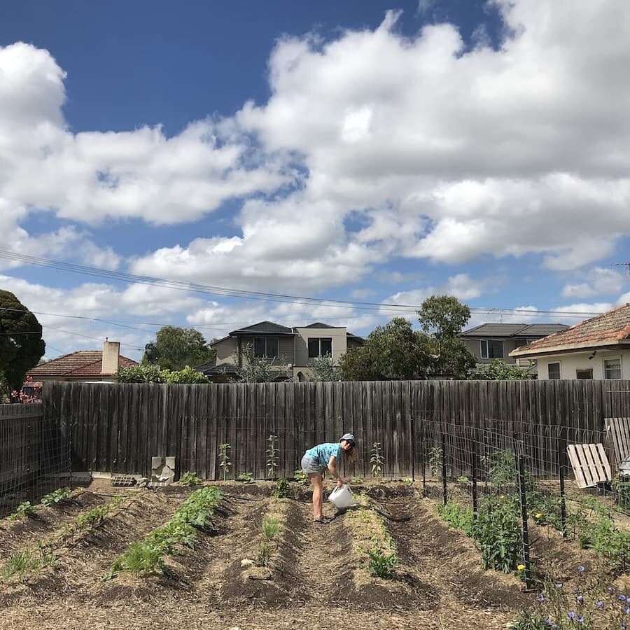 We have got one spot left tomorrow for Catie @catieofthesouthernwild and George's working bee on their Fawkner #urbanfarm. You'll get to see the productivity that has come along in the first early summer months on this plot all while doing some weedi