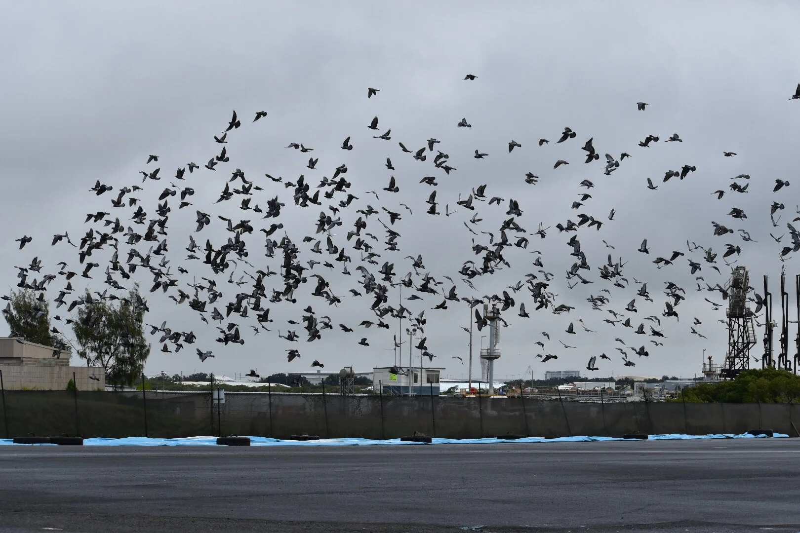 Pigeon_2.JPG