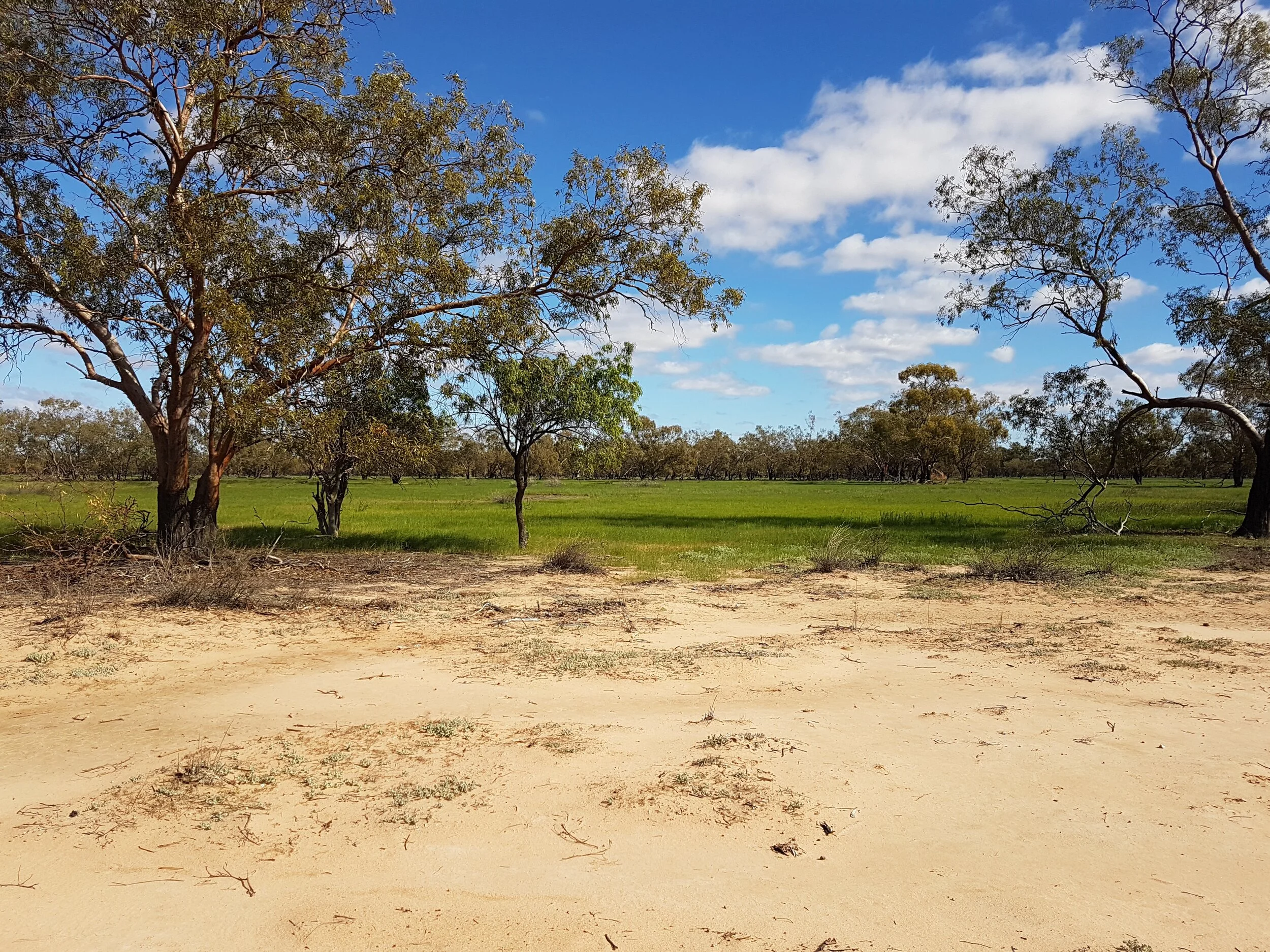 hungerford3,qld.jpg