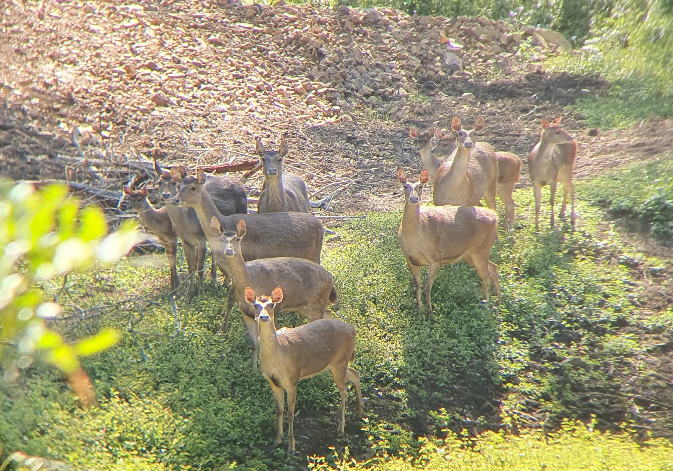 rusa_deer.jpg